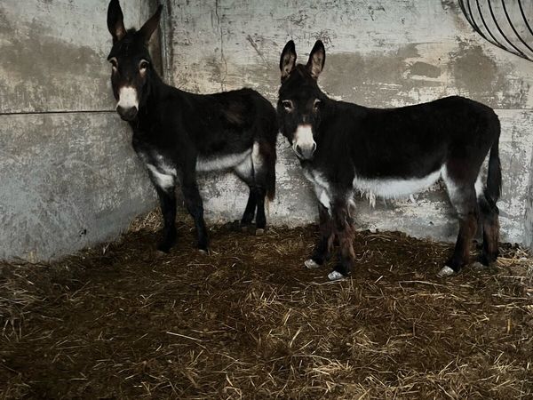 2 black mare donkeys - Main image