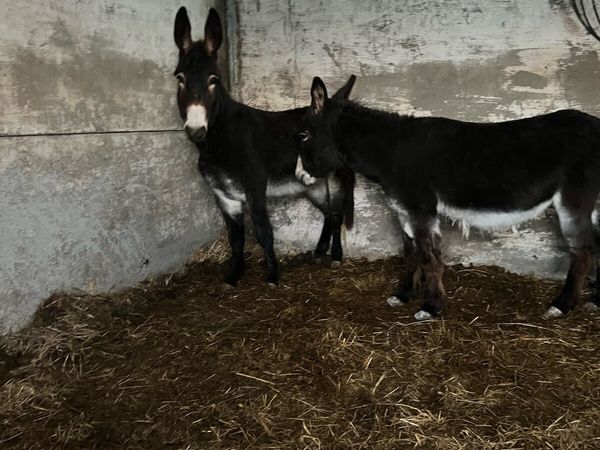 2 black mare donkeys for sale in Offaly for €500 on DoneDeal