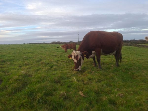 Red white head cow and calf - Main image
