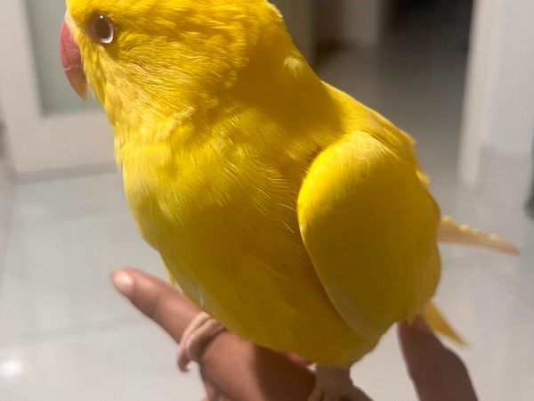 Pair of Hand-Tame Ringnecks + Large Cage & Food - Main image
