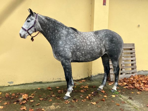 16hh 7y/o Irish Draught X mare - Main image
