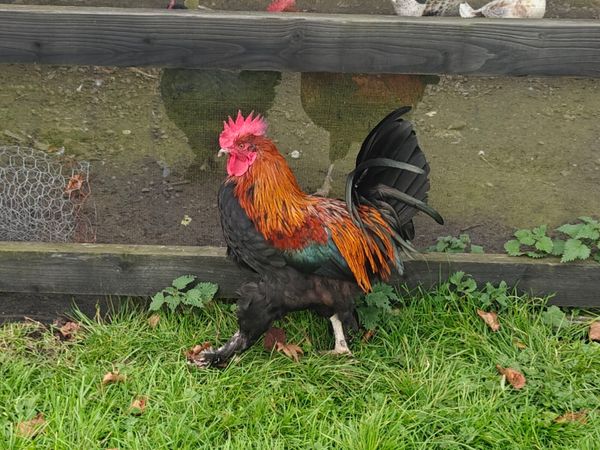 Pure Bred Copper Maran Roosters For Sale - Main image