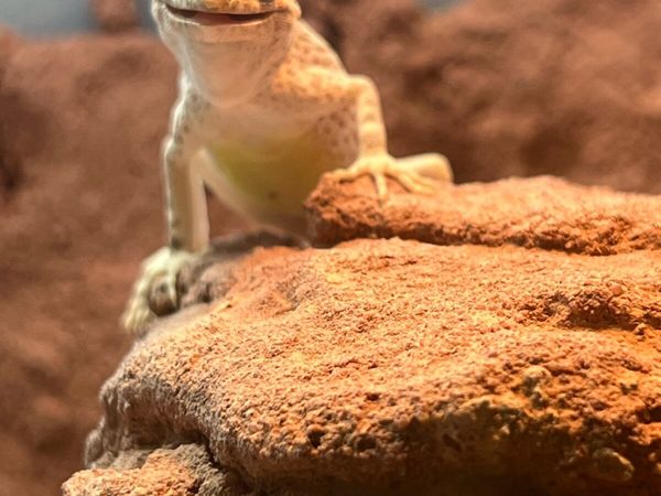 Scorpion Tailed Gecko CB male - Main image