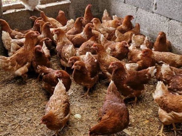 Hens/pullets/ducks/hatching eggs/ducklings - Main image
