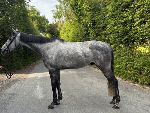6yro ISH gelding - Main image