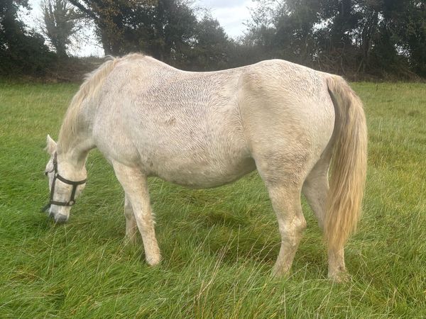 Connemara mare - Main image