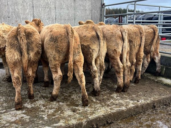 10 golden  Charolais heifers - Main image