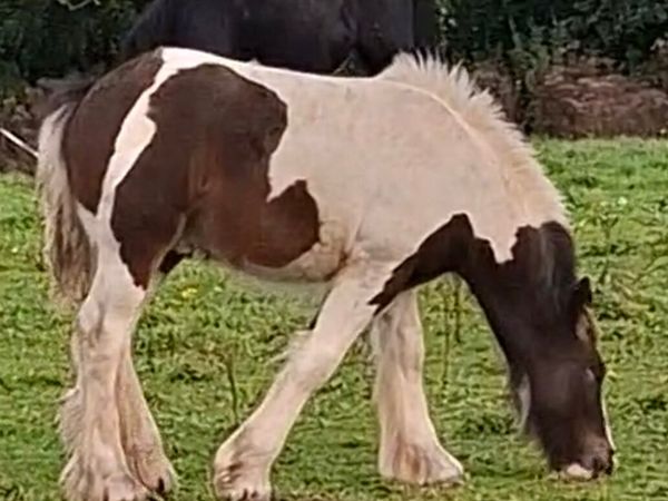 Heavy Cob Colt Foals. - Main image