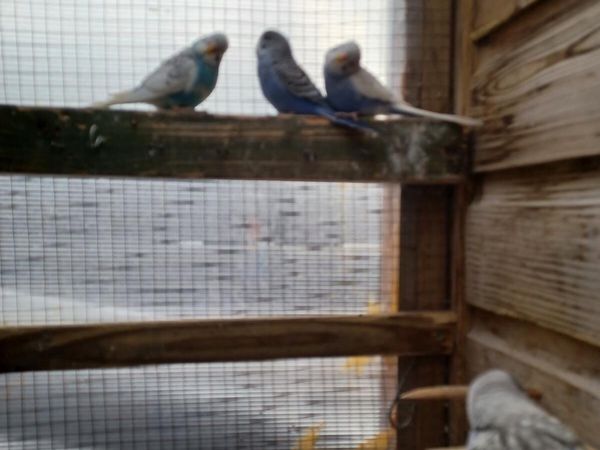 Baby budgies - Main image