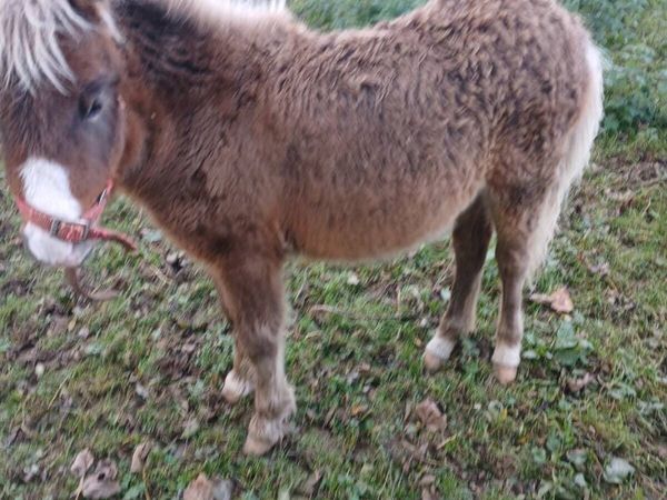 Minature filly foal - Main image