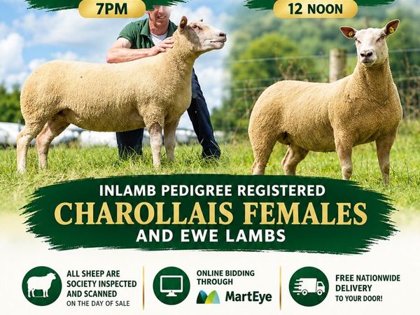 Pedigree charollais inlamb sale - Main image