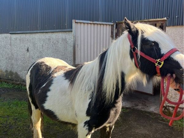 18 month old black and white filly - Main image