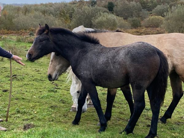 Connemara Colt Foal - Main image