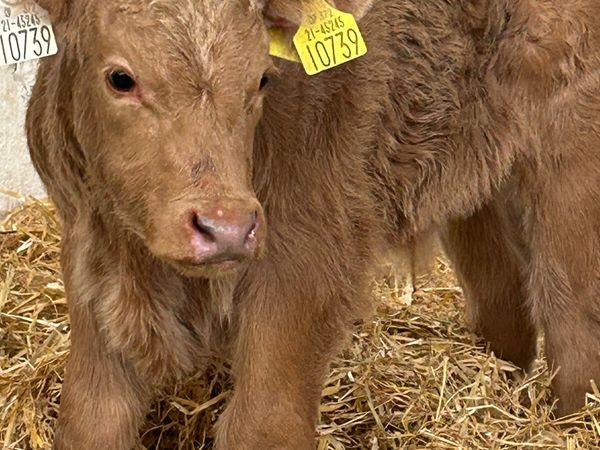A SUPER U GRADE GOLDEN CH BULL CALF - Main image