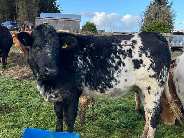 3 cow makers for Gort mart Thursday night - Main image