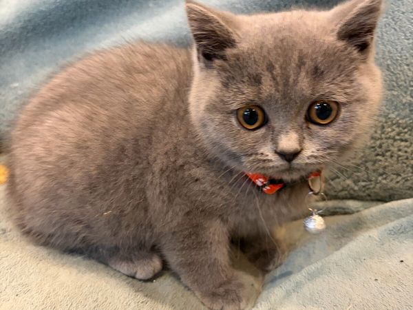 British shorthair kittens - Main image