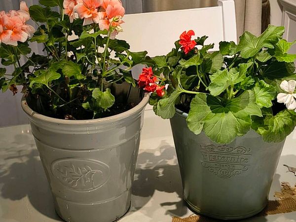 Two Geraniums tw - Main image