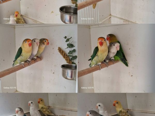 Love bird young birds and adults - Main image