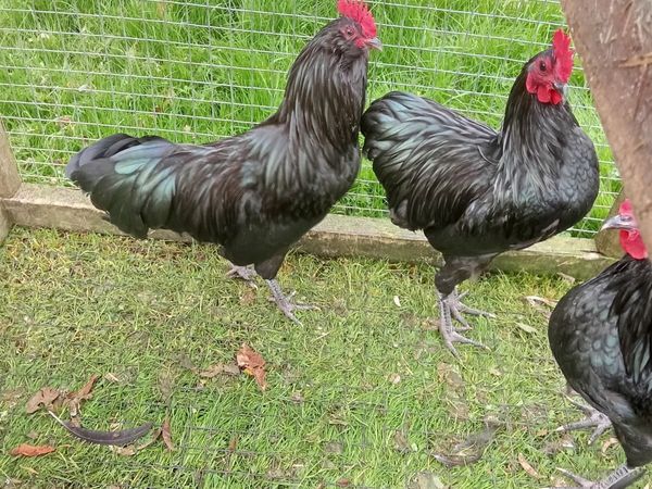 Bantams for sale - Main image