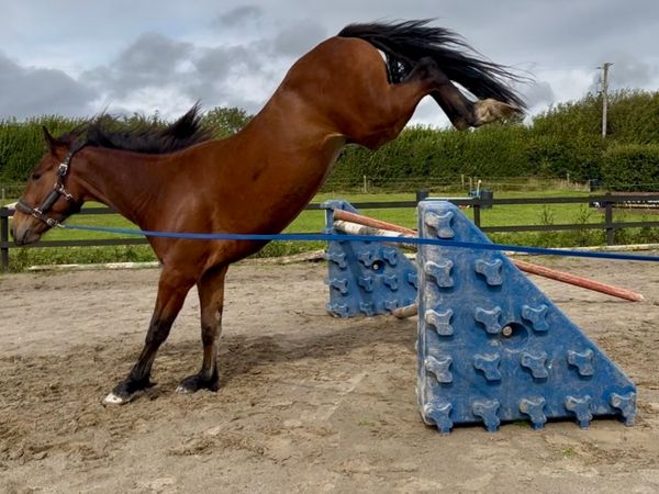 16.1hh Sporty Cob - Main image