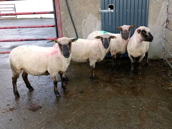 BREEDING   EWES LOWLAND - Main image