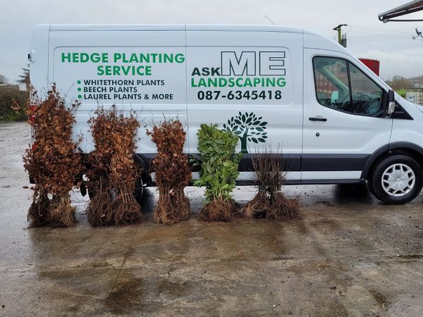 Irish Whitethorn Hedging 🌳 - Main image