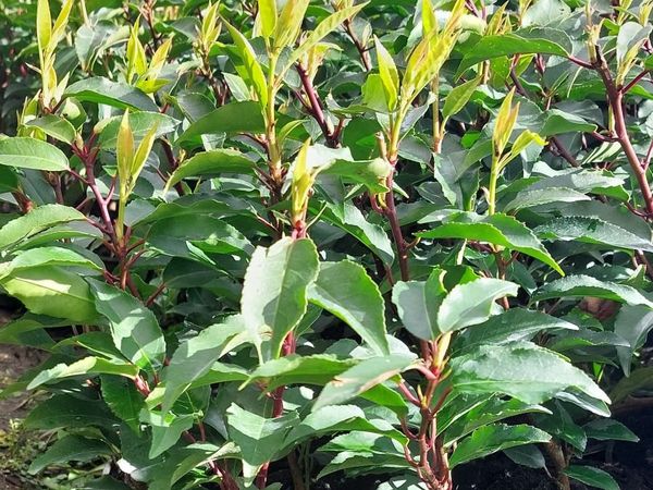 Portuguese Laurel - Main image