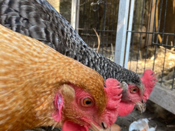 Two Hens - Main image