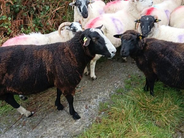 Rams - Main image