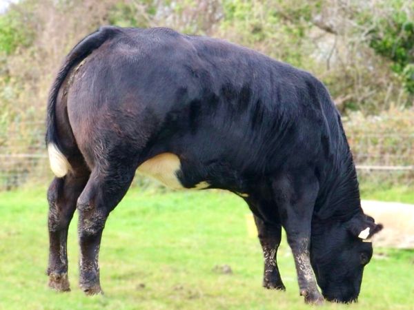 Balla Mart - Quality BBX & LMX Breeding Heifers - Main image
