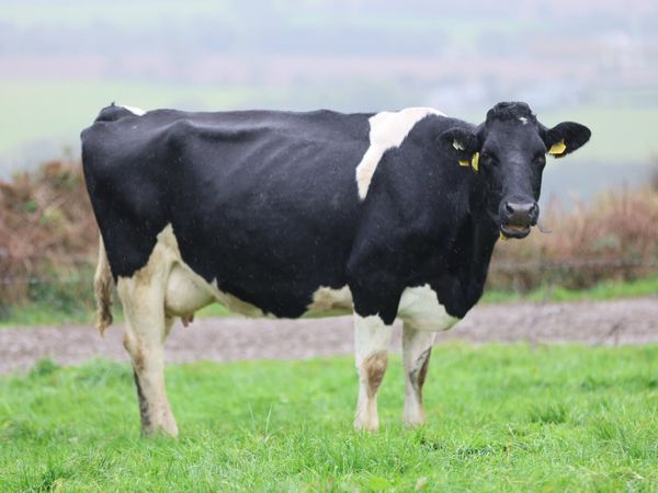 Complete Dairy Clearance Sale 6th November - Main image