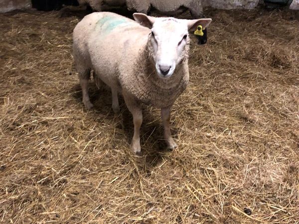 Charolais Ram - Main image