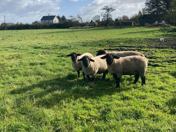 Suffolk hogget rams - Main image