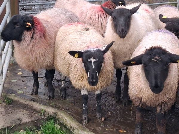 23 Ewe Lambs - Main image