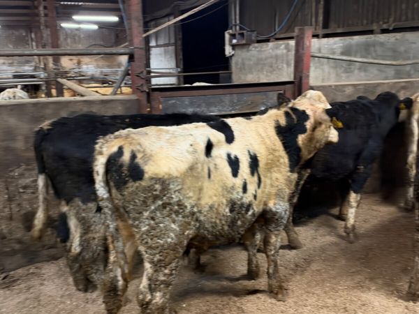 Friesian and blue bulls - Main image