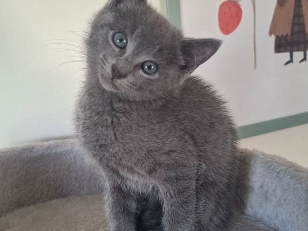 Kitten Russian Blue mixed - Main image