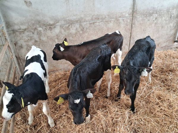 4 FRIESEN HEIFER CALVES FOR SALE - Main image