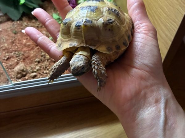 Horsefield Tortoise - Main image