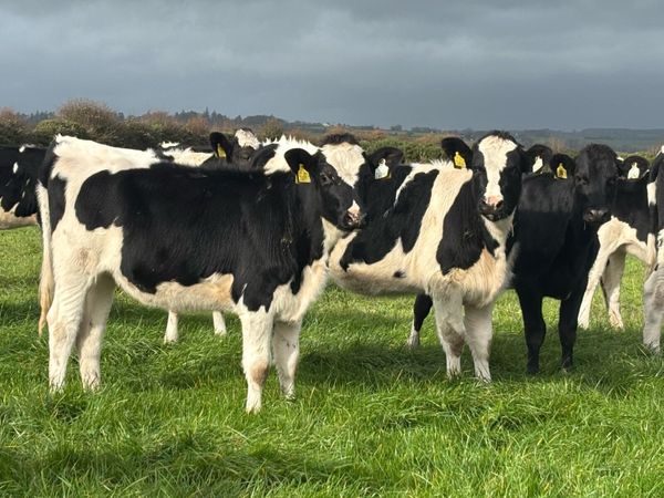 Holstein Friesian Spring Calves - Main image