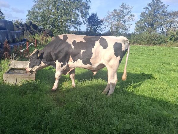 Bulls - Main image