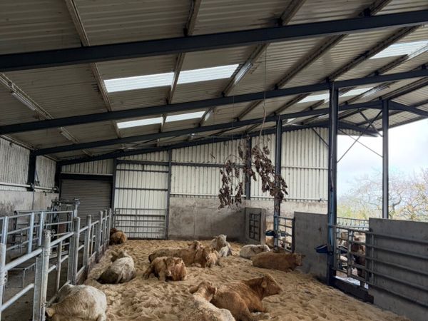Sand bedding for Cattle - Main image