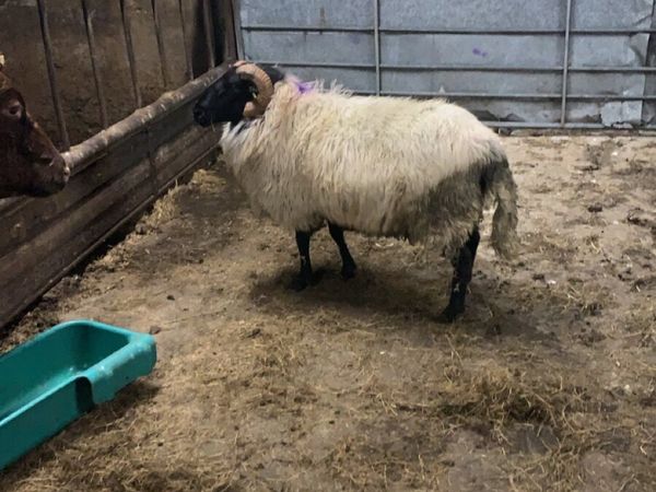 3yr old blackface ram - Main image