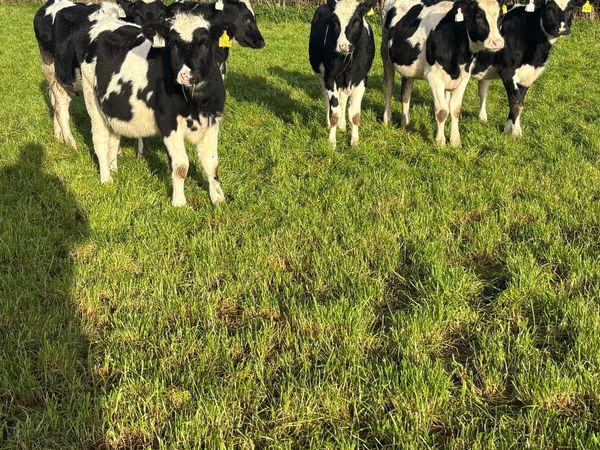 6 Friesian heifers - Main image
