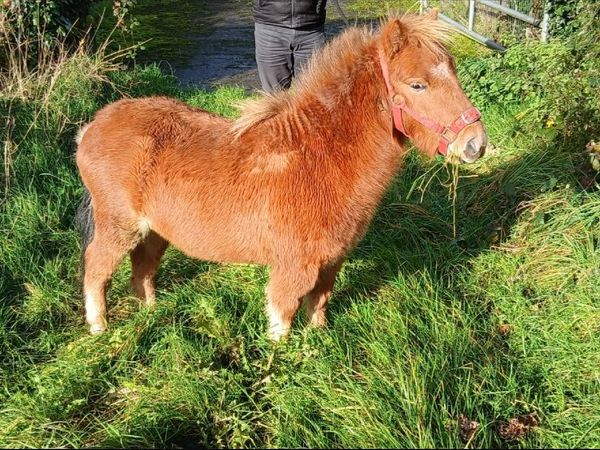 Miniature shetland gelding - Main image