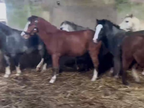 Selection of Horses and Ponies For Sale - Main image