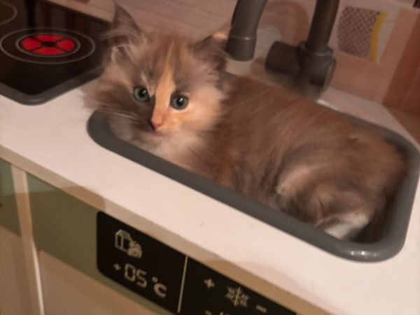 Beautiful Ragcoon kittens for sale 😍 - Main image