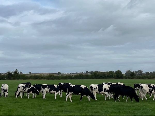 Ballybay Mart Dairy Sale 4th of November - Main image