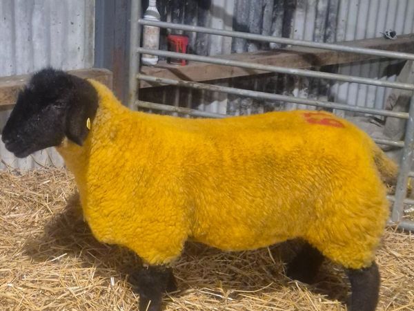 Windfield Suffolks Western Stars Sale - Main image