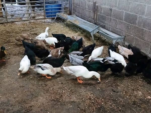 Ducks - Main image