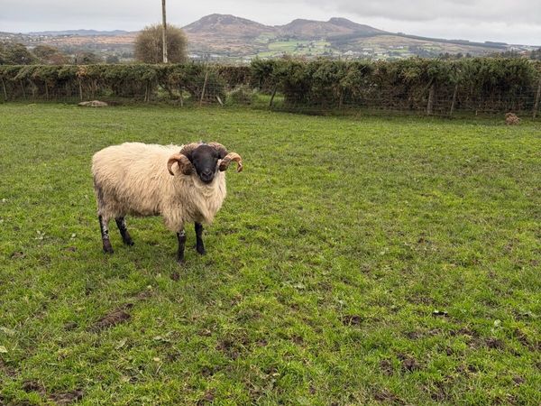 Mayo Ram - Main image